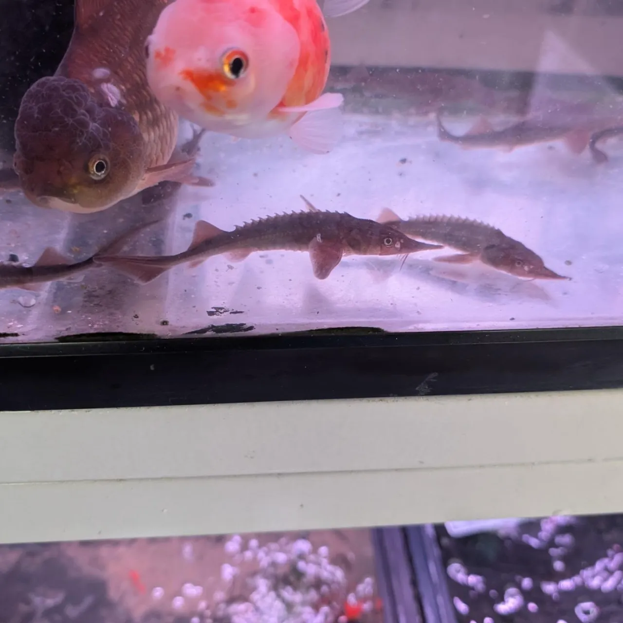 本日の入荷情報✨(熱帯魚、サメ、ベタ)