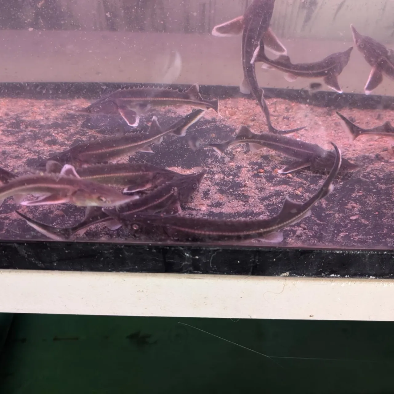 本日の入荷情報✨(熱帯魚、サメ、ベタ)
