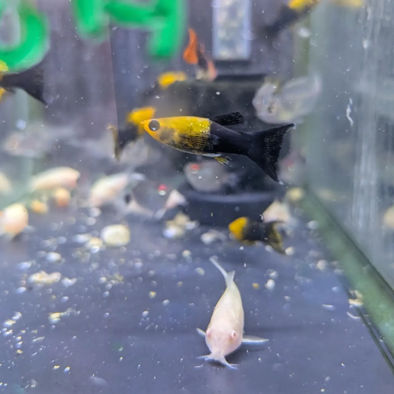本日の入荷情報✨(熱帯魚、サメ、ベタ)