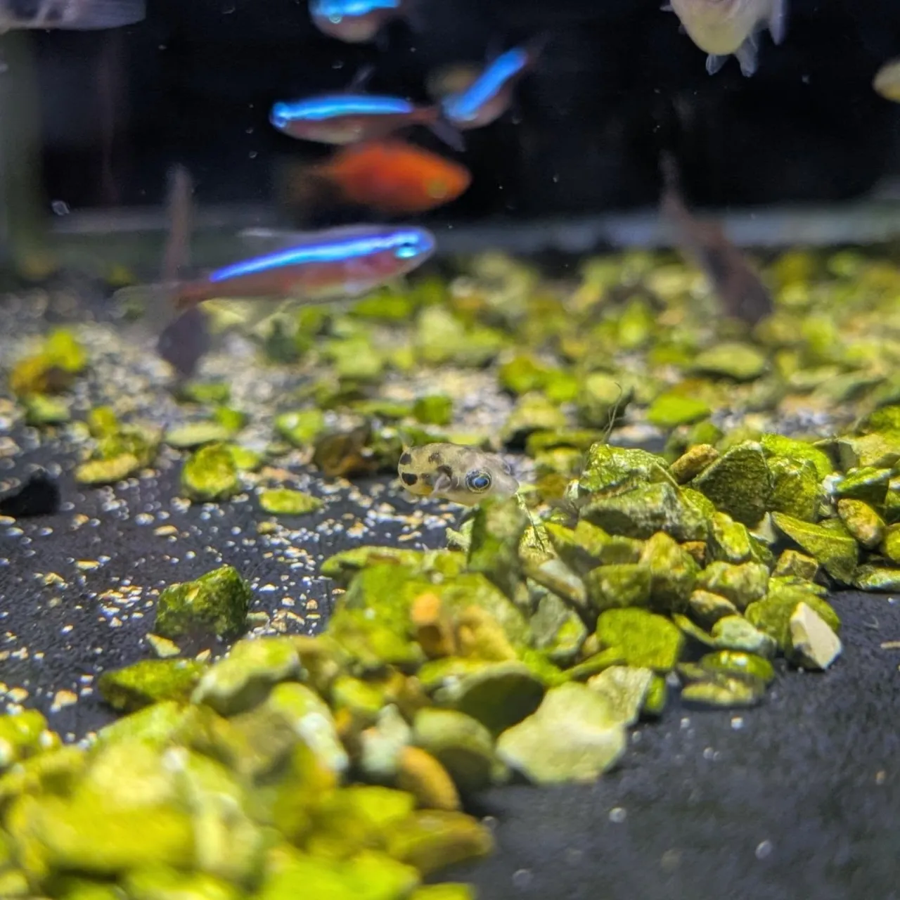 本日の入荷情報✨(熱帯魚、サメ、ベタ)
