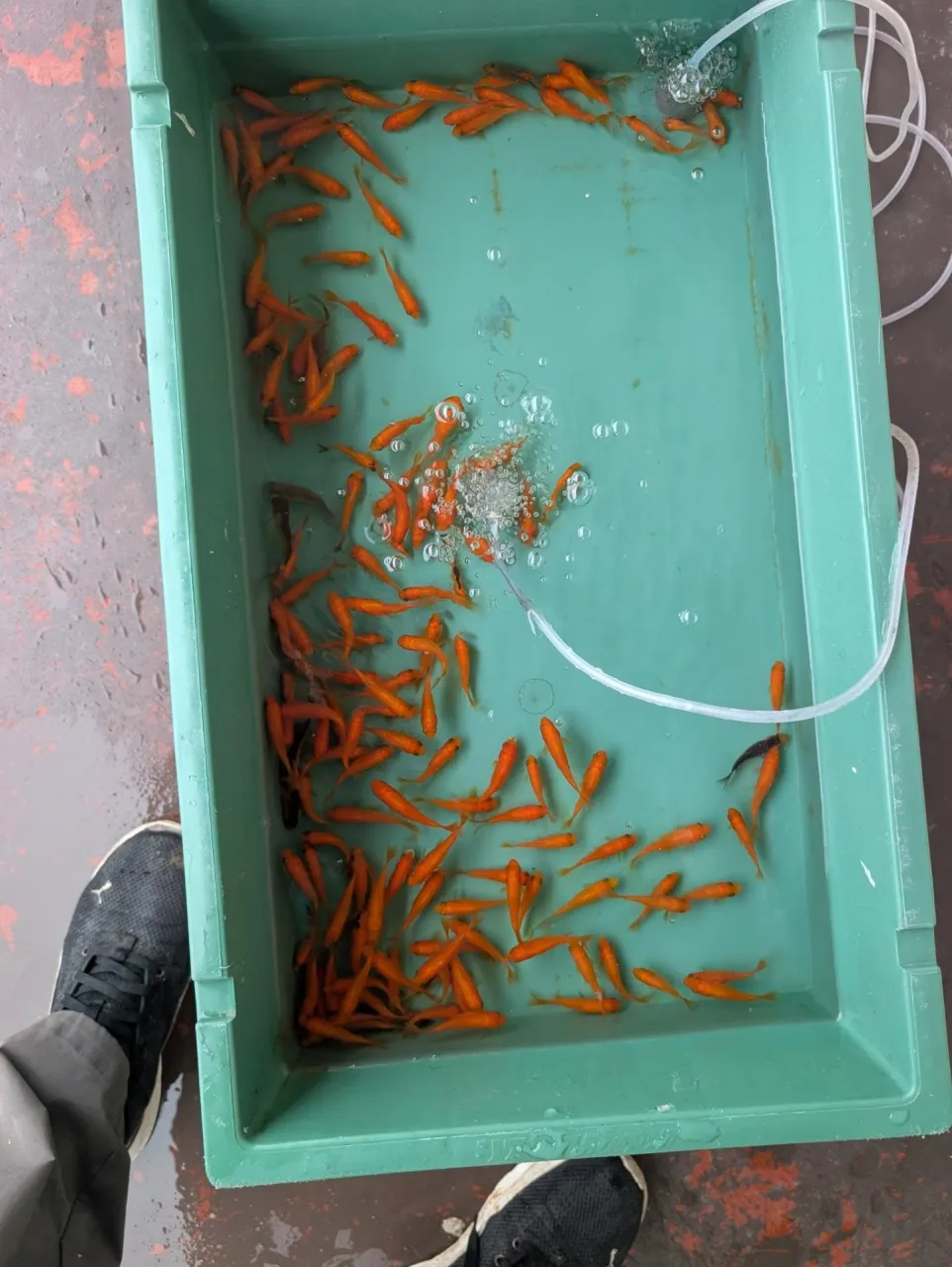 金魚すくい✨