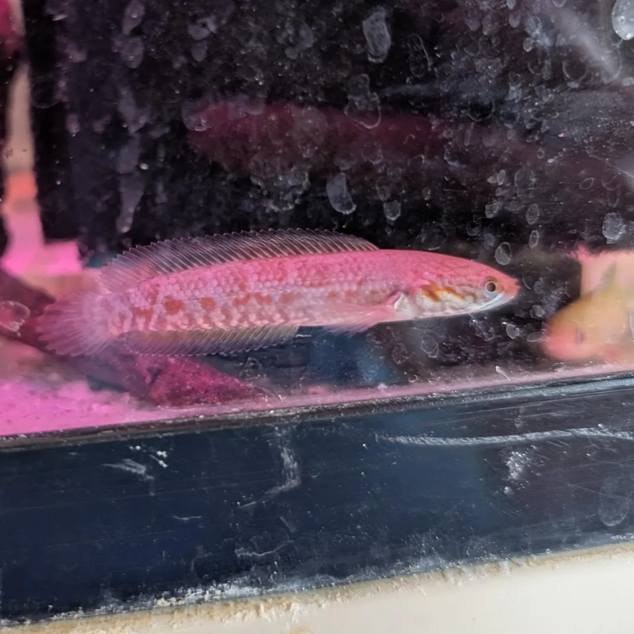 本日の入荷情報✨(熱帯魚)