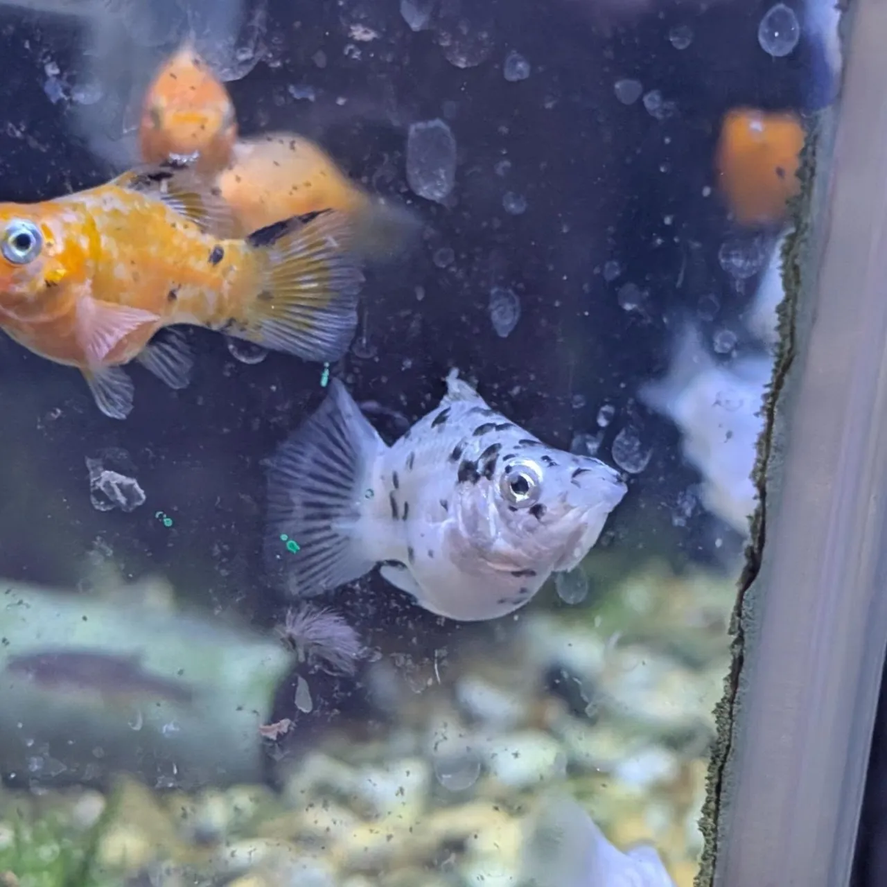 本日の入荷情報✨(熱帯魚)