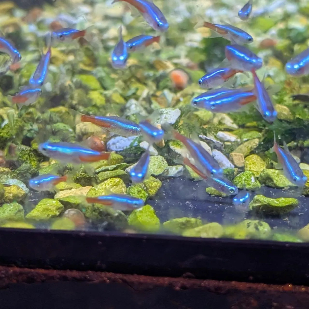 本日の入荷情報✨(熱帯魚)