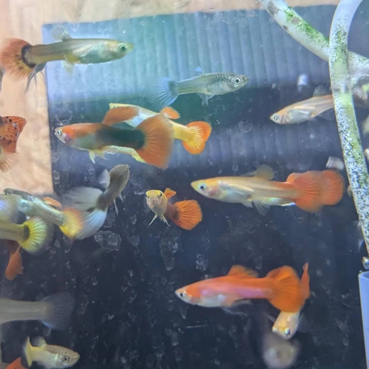 本日の入荷情報✨(熱帯魚)