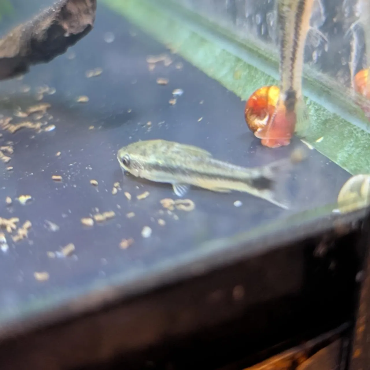 本日の入荷情報✨(熱帯魚)