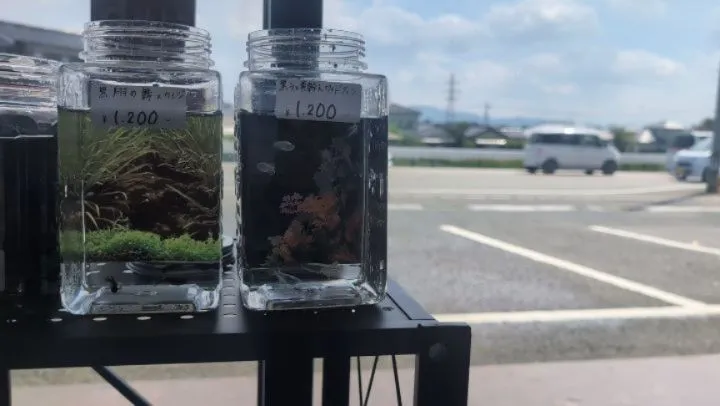 イベント情報🌟(箱庭めだか祭り🎊)