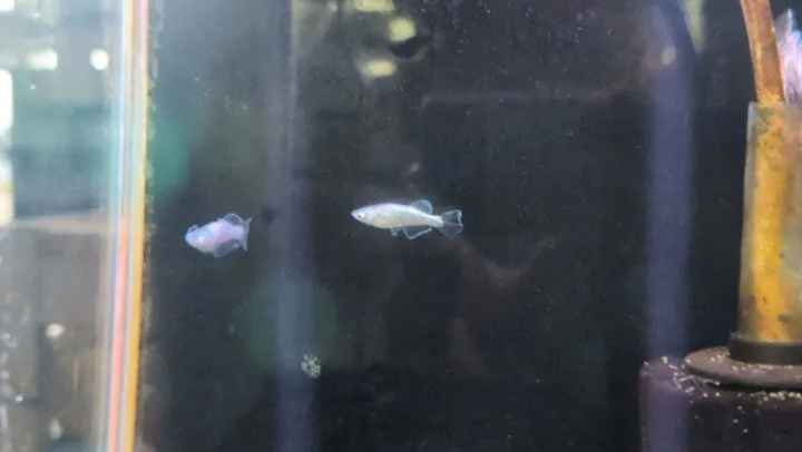 本日の入荷情報✨(メダカ)