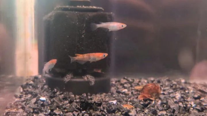 本日の入荷情報✨(メダカ、ドジョウ)