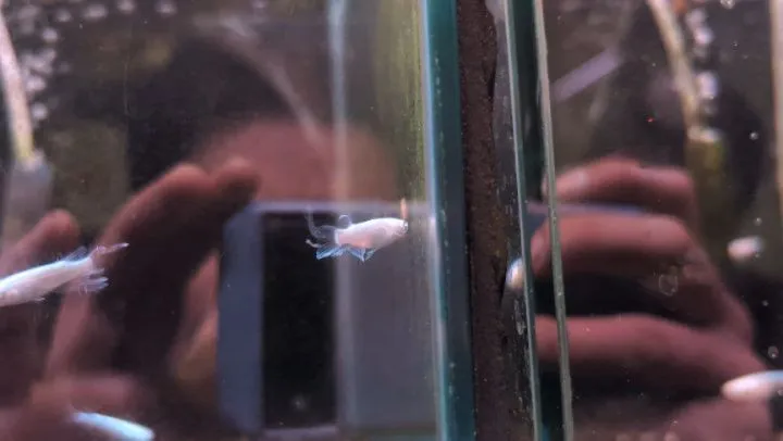 本日の入荷情報✨(メダカ)