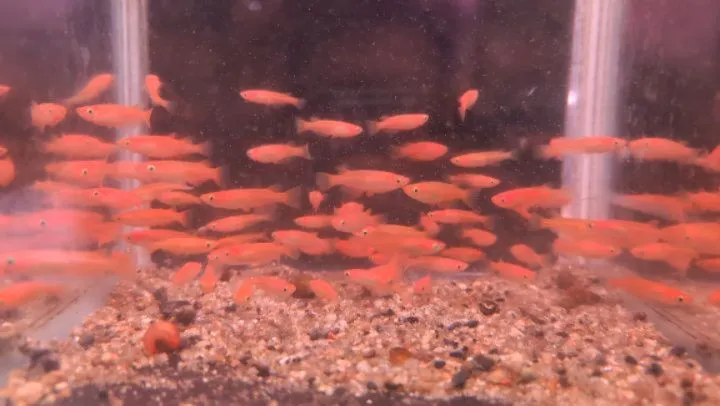 本日の入荷情報✨🤓(メダカ、金魚、ドジョウ)