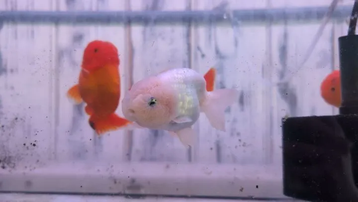 本日の入荷情報✨(金魚)