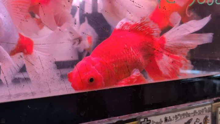 本日の入荷情報✨(金魚)