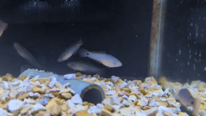 本日の入荷情報✨(熱帯魚、日本淡水魚、活餌、シュリンプ)