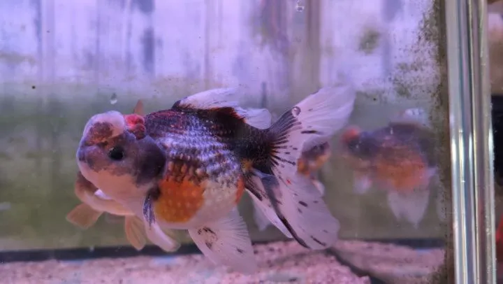 本日の入荷情報✨(金魚、サメ)