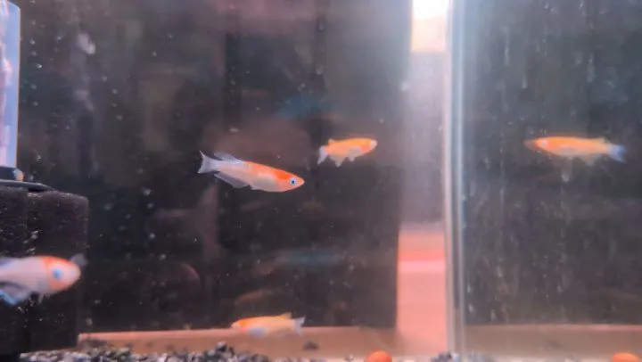 本日の入荷情報✨(メダカ)