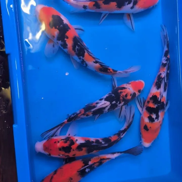 本日の入荷情報✨(錦鯉、金魚、熱帯魚)