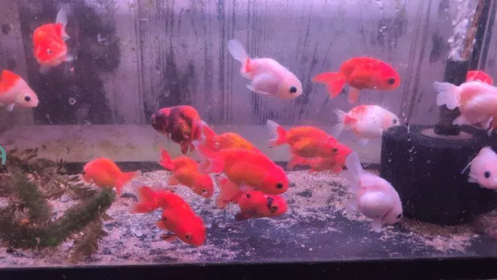 本日の入荷情報✨(金魚、熱帯魚)