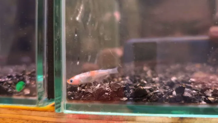 本日の入荷情報✨(メダカ、エビ)