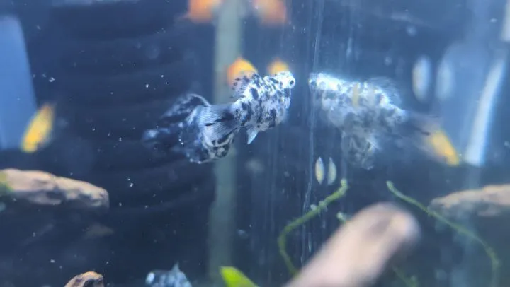 本日の入荷情報✨(熱帯魚、シュリンプ、エビ)