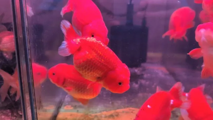 本日の入荷情報✨(金魚)