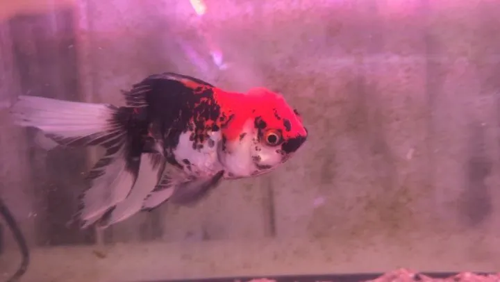 本日の入荷情報✨(金魚、熱帯魚)