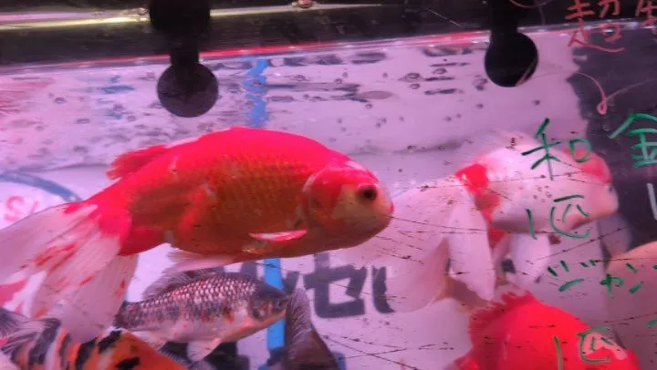 本日の入荷情報✨(金魚、錦鯉)