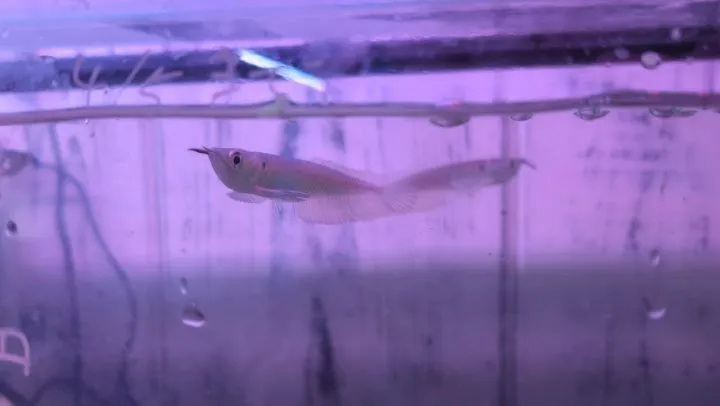 本日の入荷情報✨(熱帯魚、ベタ、ウナギ、エビなど)