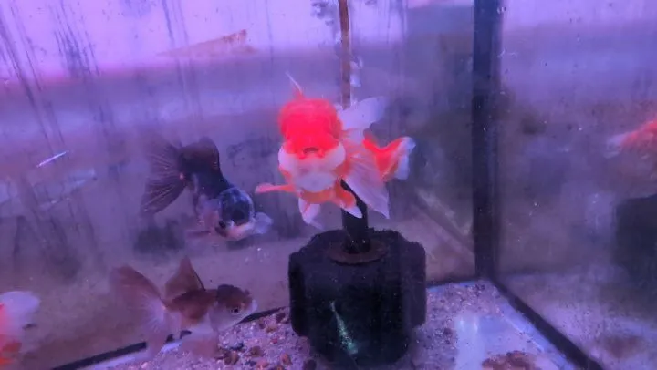 本日の入荷情報✨(金魚)