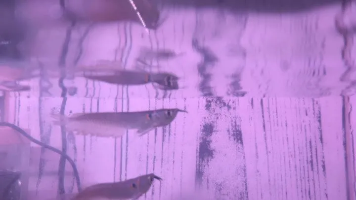 本日の入荷情報✨(熱帯魚)