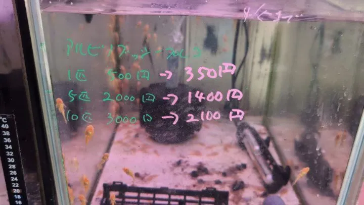 本日の入荷情報✨(熱帯魚、シュリンプ)