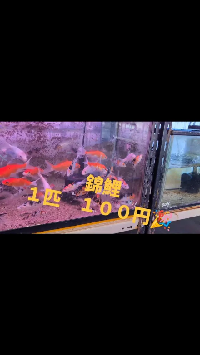 本日の入荷情報✨(錦鯉)