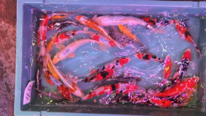 本日の入荷情報✨(錦鯉、金魚、日本淡水魚)