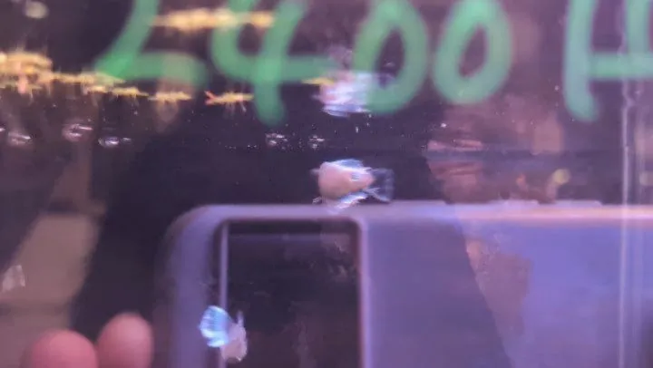 本日の入荷情報✨(メダカ)