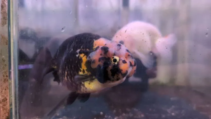 本日の入荷情報✨(金魚、水草、メダカ)