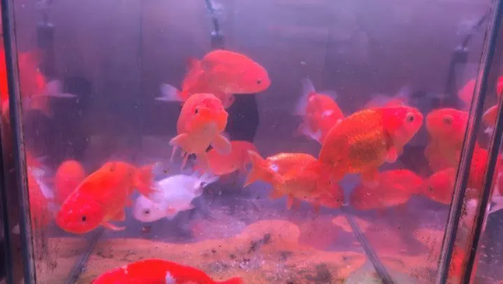 本日の入荷情報✨(金魚)