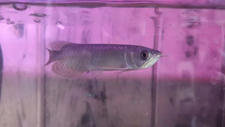 本日の入荷情報✨(熱帯魚)