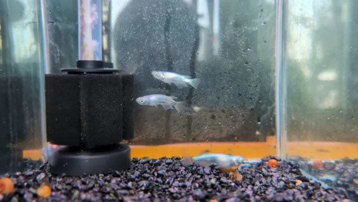 本日の入荷情報✨(メダカ)