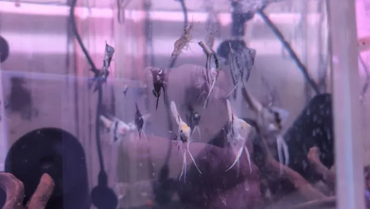 本日の入荷情報✨(熱帯魚)