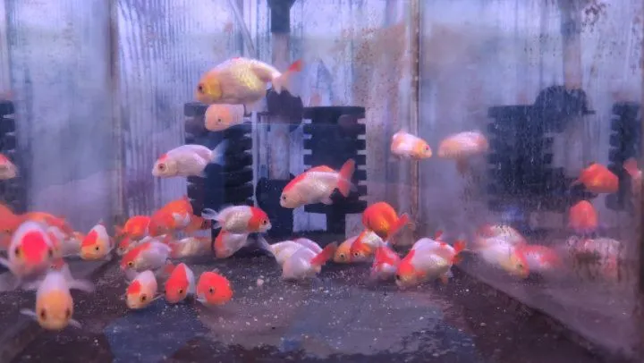 本日の入荷情報✨(金魚、メダカ)