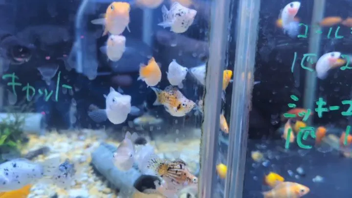 本日の入荷情報✨(熱帯魚、日本淡水魚、メダカ)