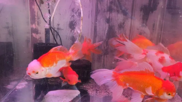 本日の入荷情報✨(金魚)