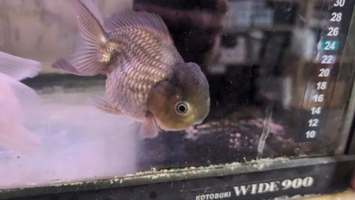 本日の入荷情報✨(金魚、エビ)