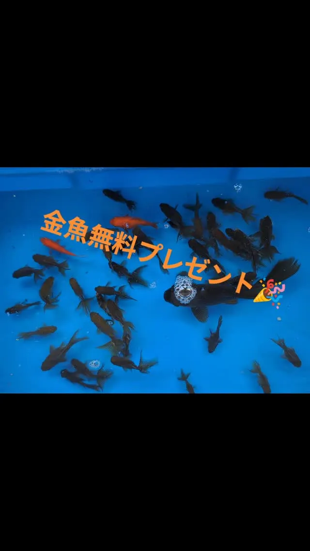 ご来店のお客様全員に金魚を無料プレゼント🥳