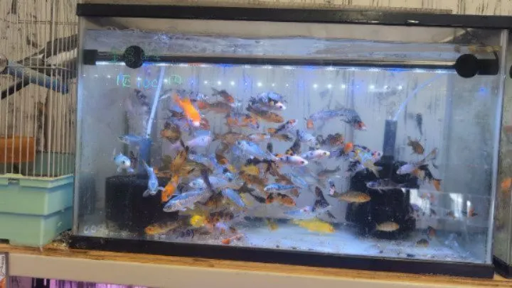 本日の入荷情報✨(錦鯉、金魚、水草)