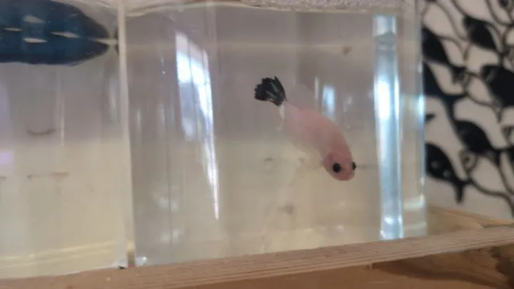 本日の入荷情報(ベタ、熱帯魚、エビ、メダカ)