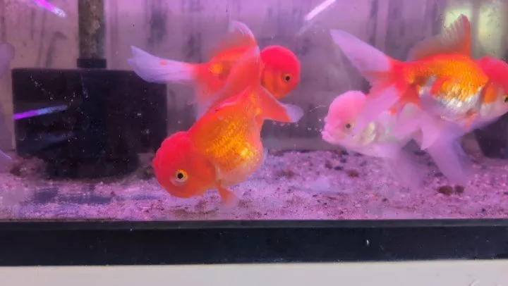 本日の入荷情報✨(金魚、錦鯉)