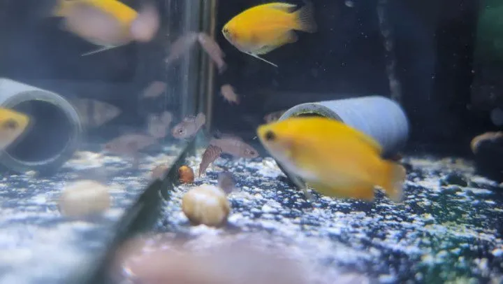 本日の入荷情報✨(熱帯魚)