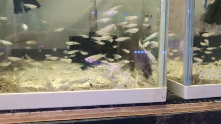 本日の入荷情報✨(メダカ、エビ、水草)