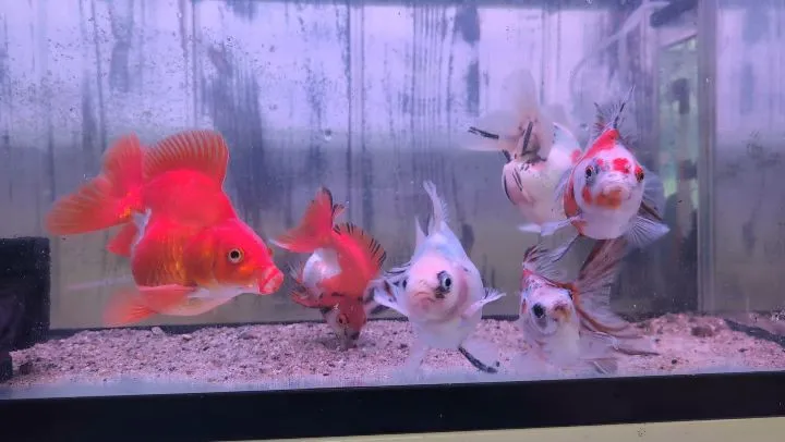 本日の入荷情報✨(金魚、熱帯魚)